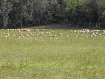 A flock of sheep over the catacombs in Rome